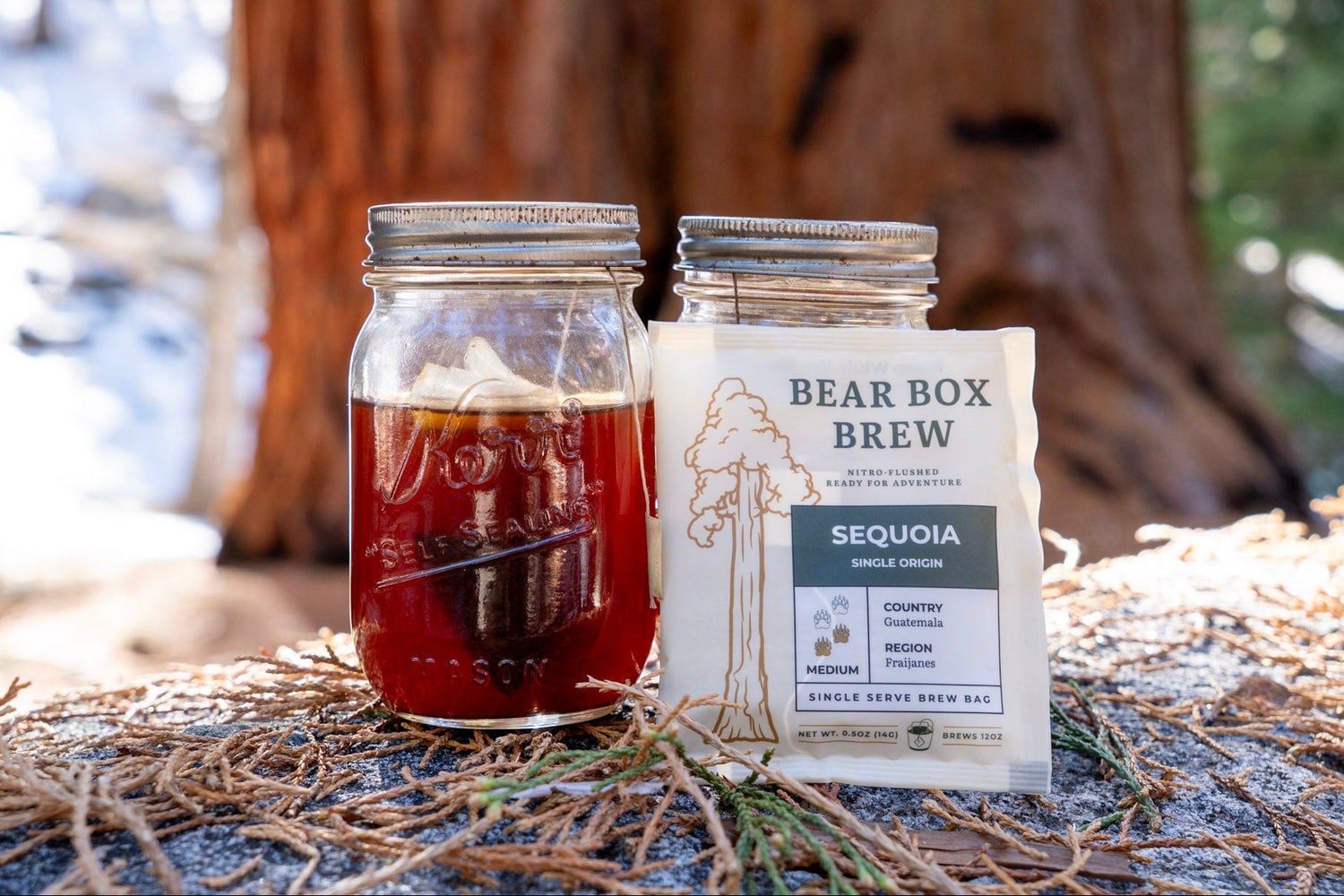 Mason jar with a Bear Box Brew bag steeping and a Bear Box Brew package in front of a sequoia tree.