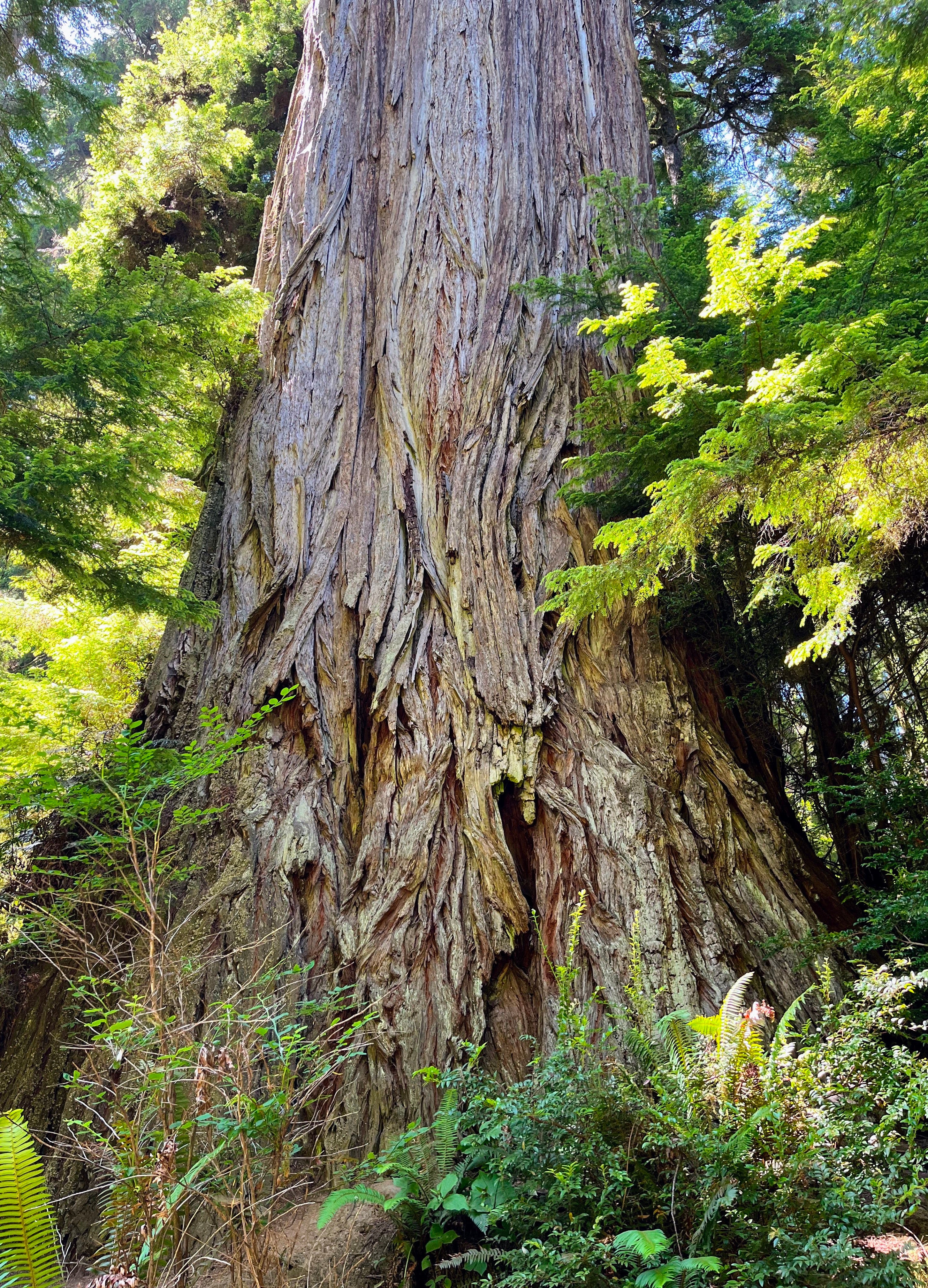 The trunk of a giant redwood from Redwood National Park in California. 