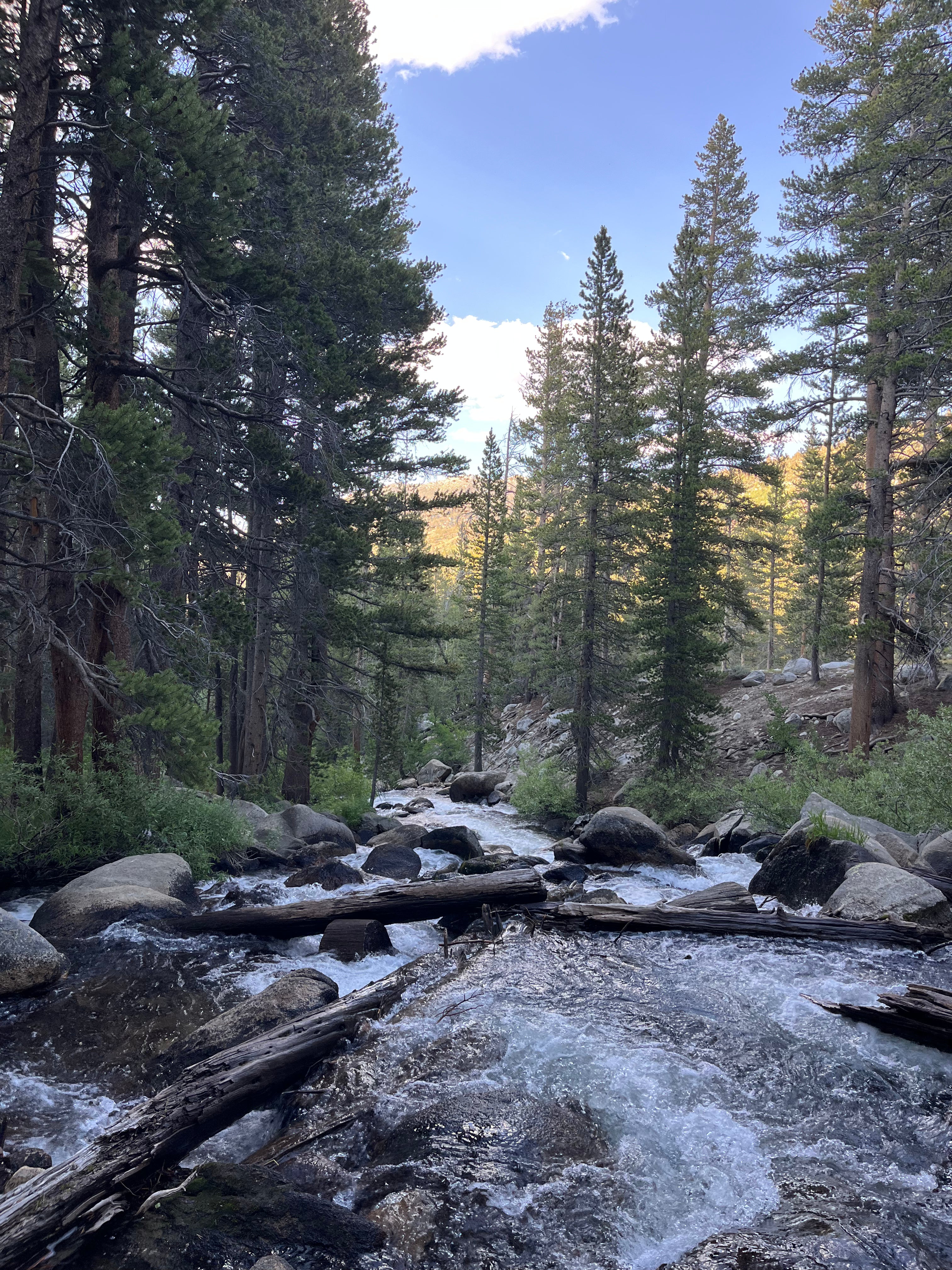 Stream flowing through a forest with tall trees and rocks.