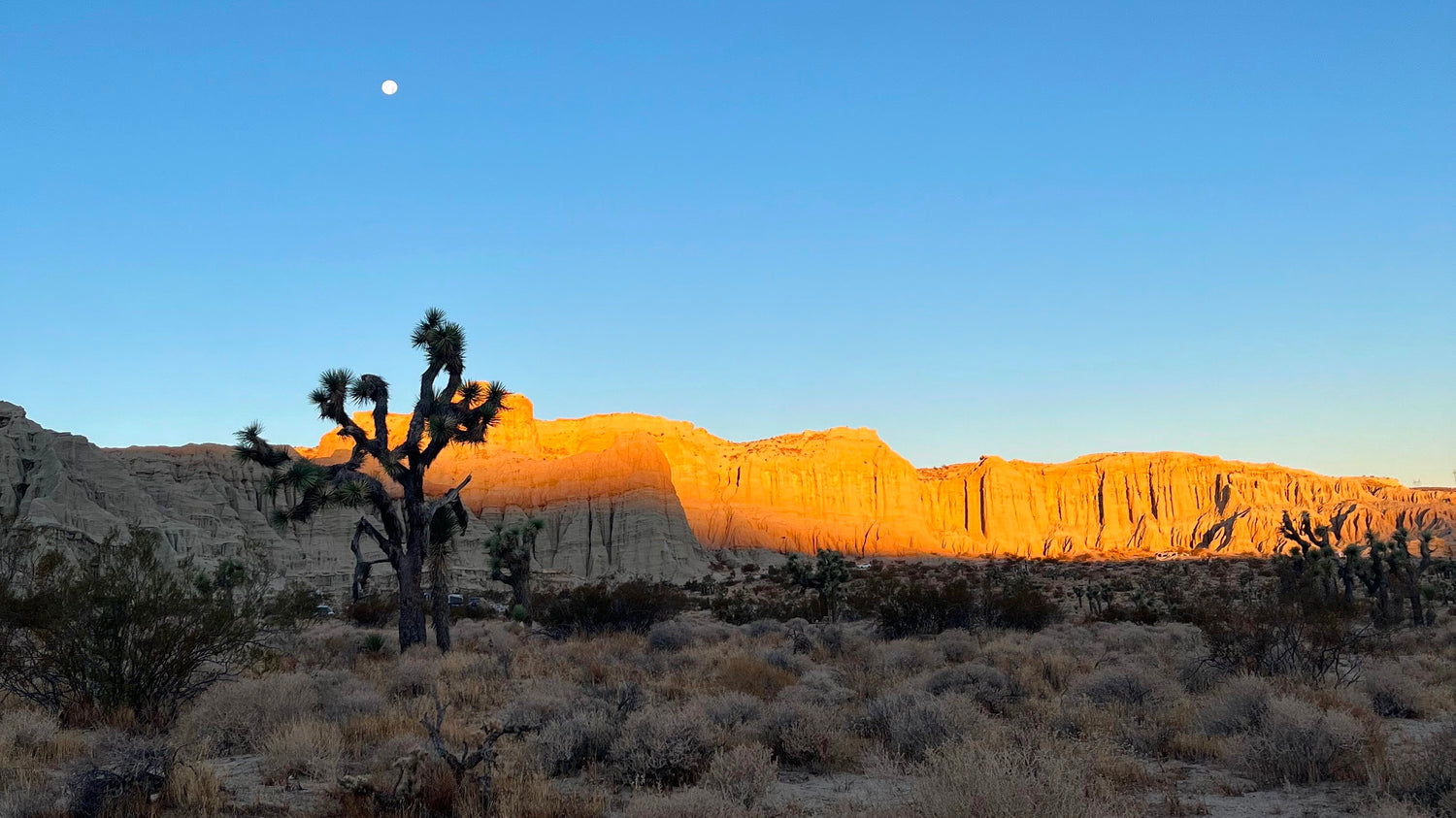 The moon setting and the sun rising over Red Rocks State Park in California with a Joshua tree in the foreground.